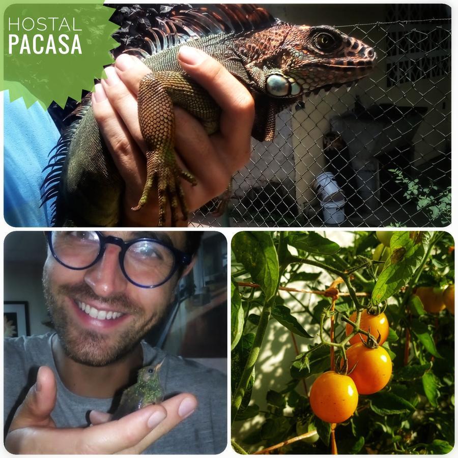 Pacasa Hostel Давид Екстериор снимка